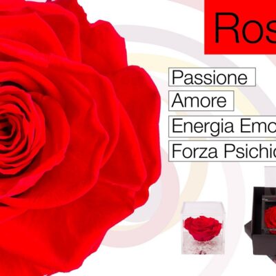 Flowercube Rosa Stabilizzata Rossa