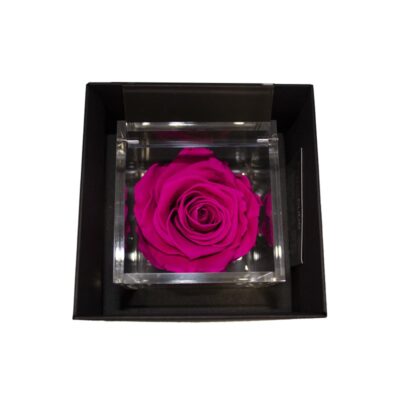 Flowercube Rosa Stabilizzata Fucsia Special Edition