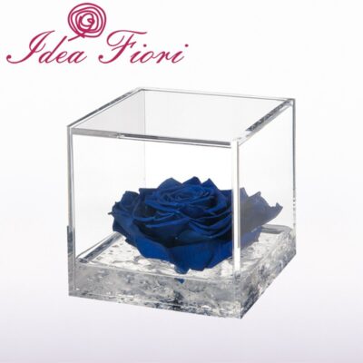 Flowercube Rosa Stabilizzata Blu