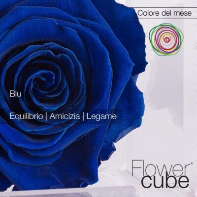 Flowercube Rosa Stabilizzata Blu