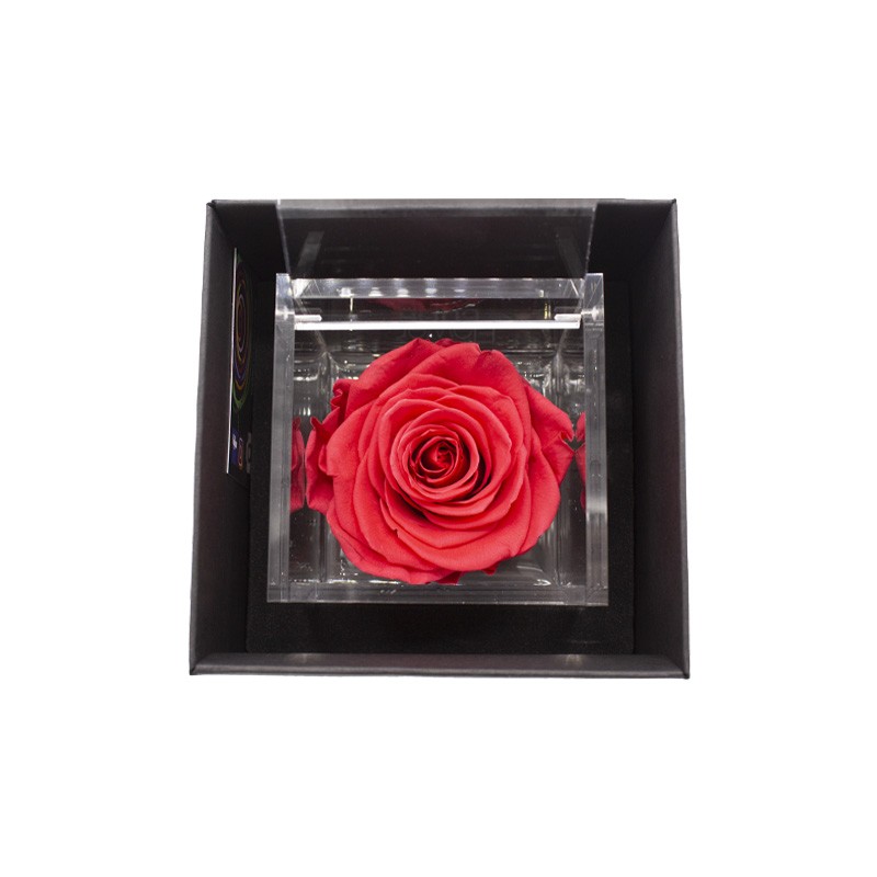 Flowercube Rosa Stabilizzata Corallo Special Edition