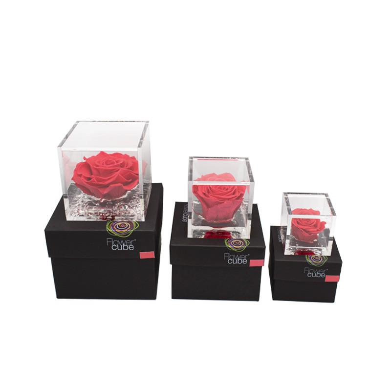 Flowercube Rosa Stabilizzata Corallo Special Edition