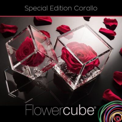 Flowercube Rosa Stabilizzata Corallo Special Edition