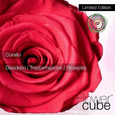 Flowercube Rosa Stabilizzata Corallo Special Edition