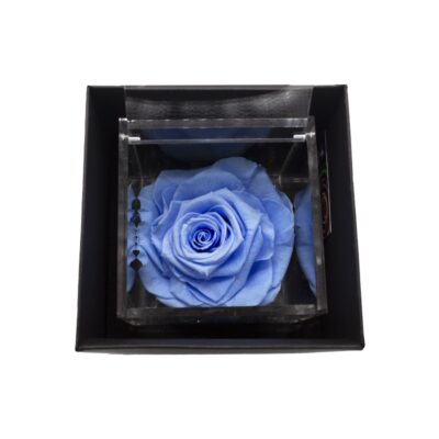 Flowercube Rosa Stabilizzata Azzurro