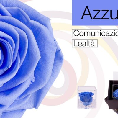 Flowercube Rosa Stabilizzata Azzurro