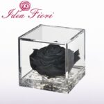 Flowercube Rosa Stabilizzata Nera