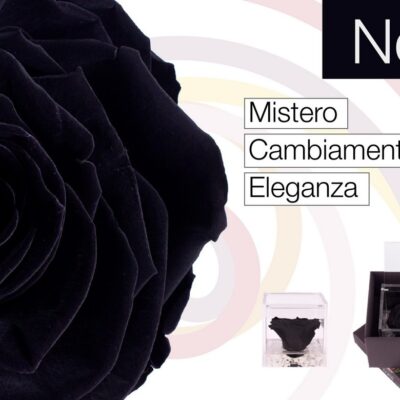 Flowercube Rosa Stabilizzata Nera