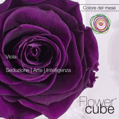 Flowercube Rosa Stabilizzata Viola