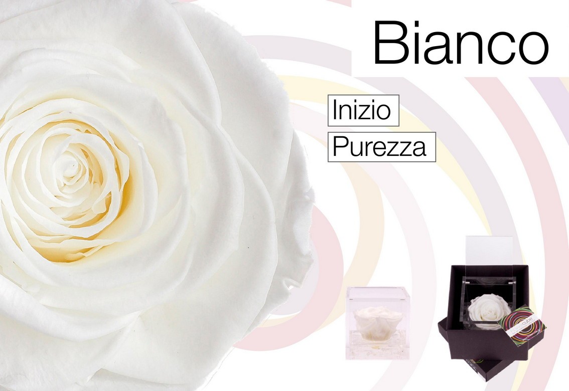 Flowercube Rosa Stabilizzata Bianca