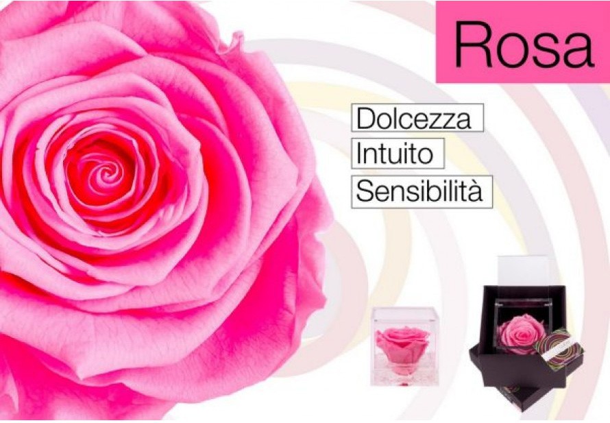 Flowercube Rosa Stabilizzata Rosa