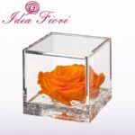 Flowercube Rosa Stabilizzata Arancio