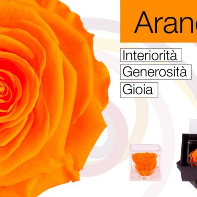 Flowercube Rosa Stabilizzata Arancio