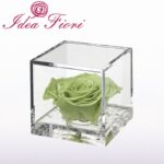 Flowercube Rosa Stabilizzata Verde