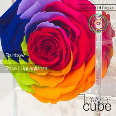 Flowercube Rosa Stabilizzata Rainbow Special Edition