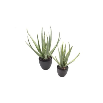 Pianta Aloe Vera Enzo De Gasperi