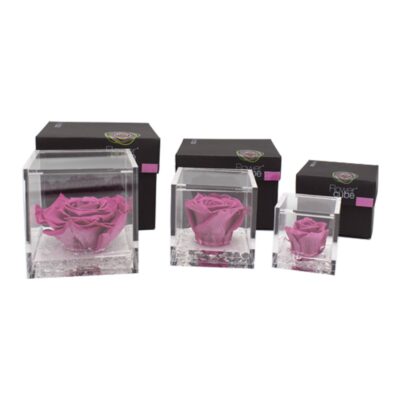 Flowercube Rosa Stabilizzata Mirtillo Special Edition