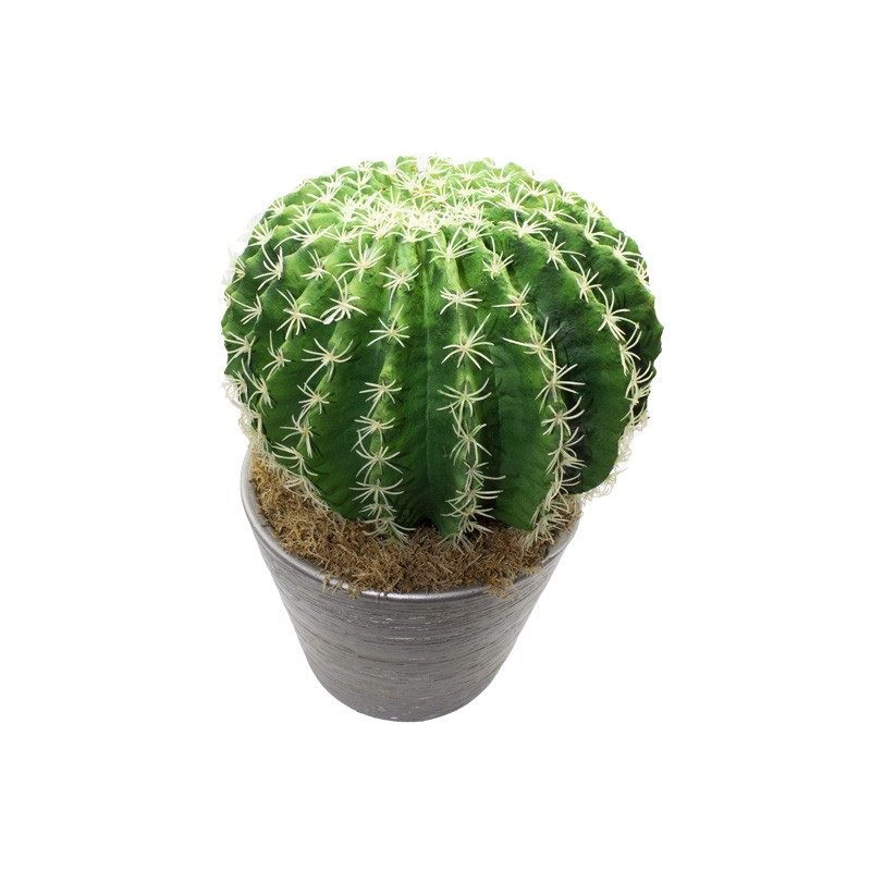Pianta Grassa Cactus Con Vaso Argento