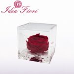 Flowercube Rosa Inglese Stabilizzata Rossa Special Edition