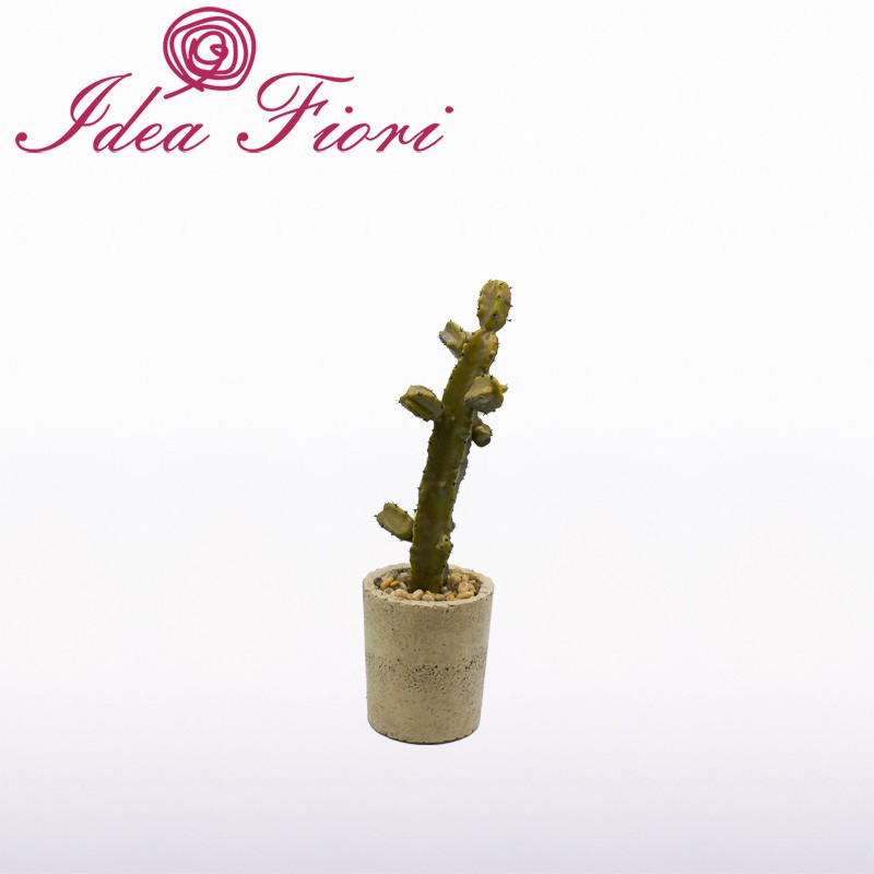 Pianta Grassa Cactus Con Vaso In Cemento Grezzo