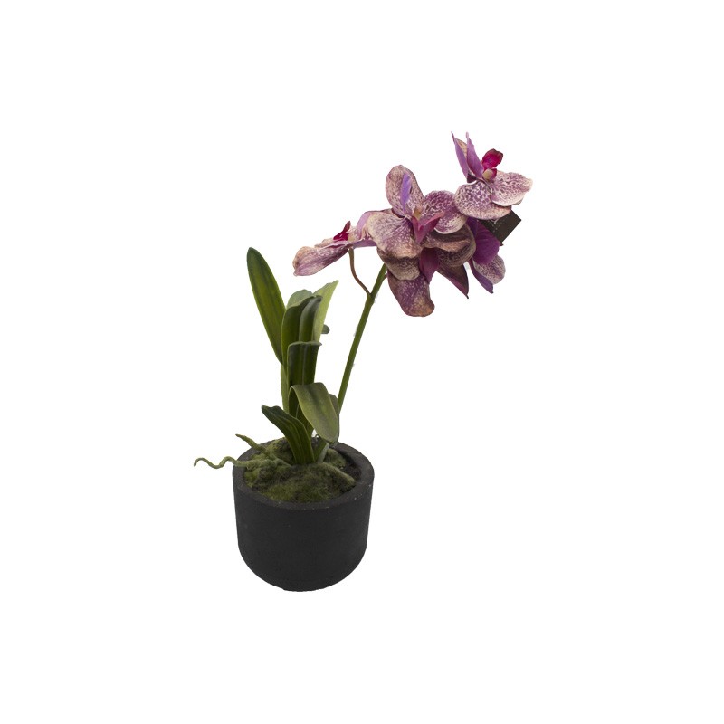 Piantina di Phalaenopsis Viola Antichizzato Sia