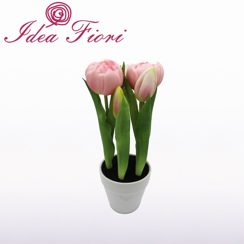 Pianta di Tulipani Rosa Con Vaso Bianco