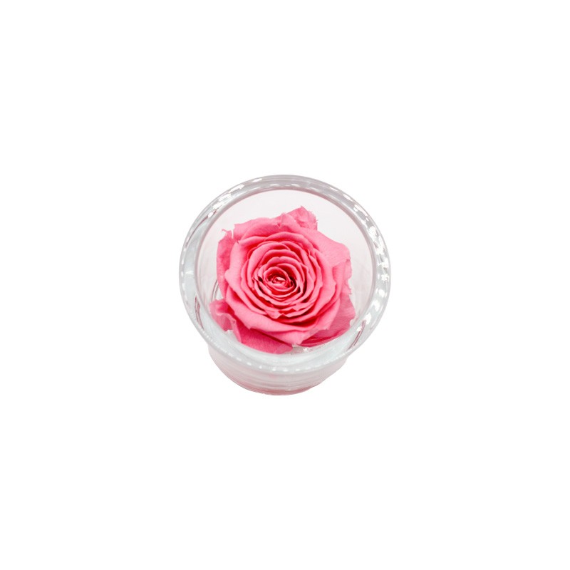 Ars Nova Rosa Stabilizzata Rosa in Vaso Cilindrico