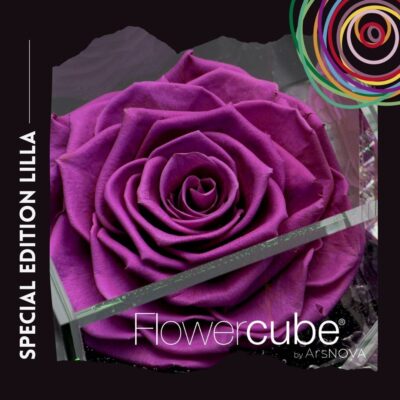 Flowercube Rosa Stabilizzata Lilla Special Edition