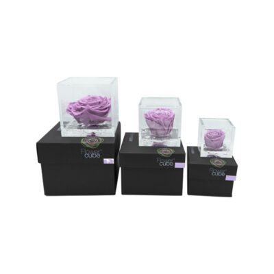 Flowercube Rosa Stabilizzata Lilla Special Edition