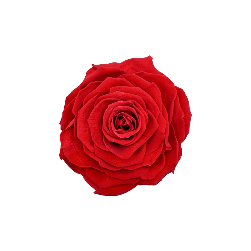 rosa stabilizzata rossa flowerbox black red baccara rose ideafiori 3